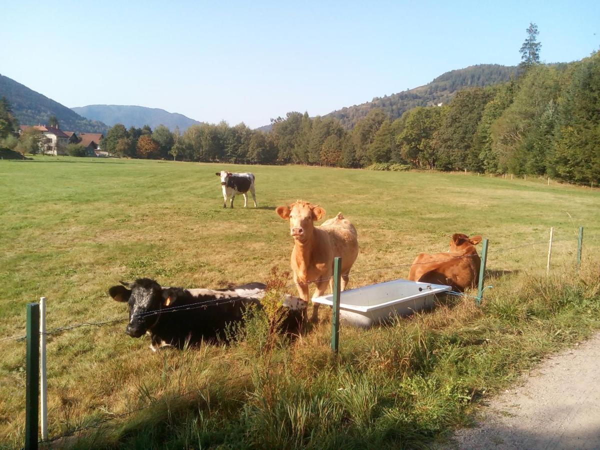 Appartamento Escale Bussenette Bussang Esterno foto